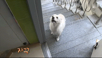 老人晕倒被送院剩忠犬露宿家门, 痴呆的他忘了一切却忘不了这记忆