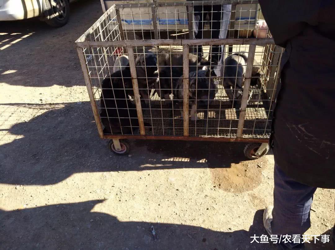 昆明幼犬品相不错, 商贩却不敢叫高价, 直接开700元的低价!