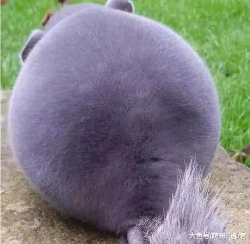 散步时看到一个神秘的动物, 戳了它的屁股, 回头的那一刻我笑不出来了