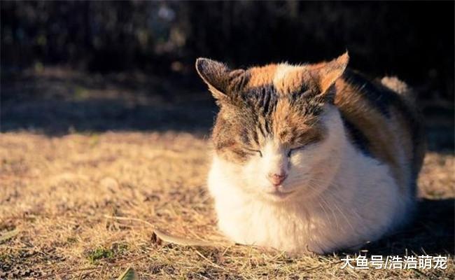 养猫跟养娃真的一样吗? 养猫专家: 说了别不信, 是一样的!