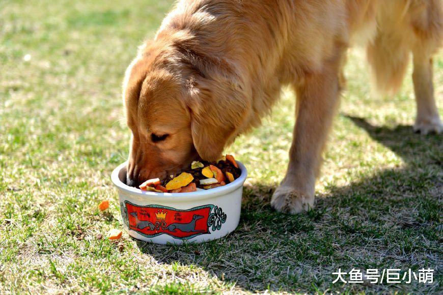 狗狗换粮总是腹泻, 其实都和主人的操作有关, 狗狗: 我腹泻都怪你