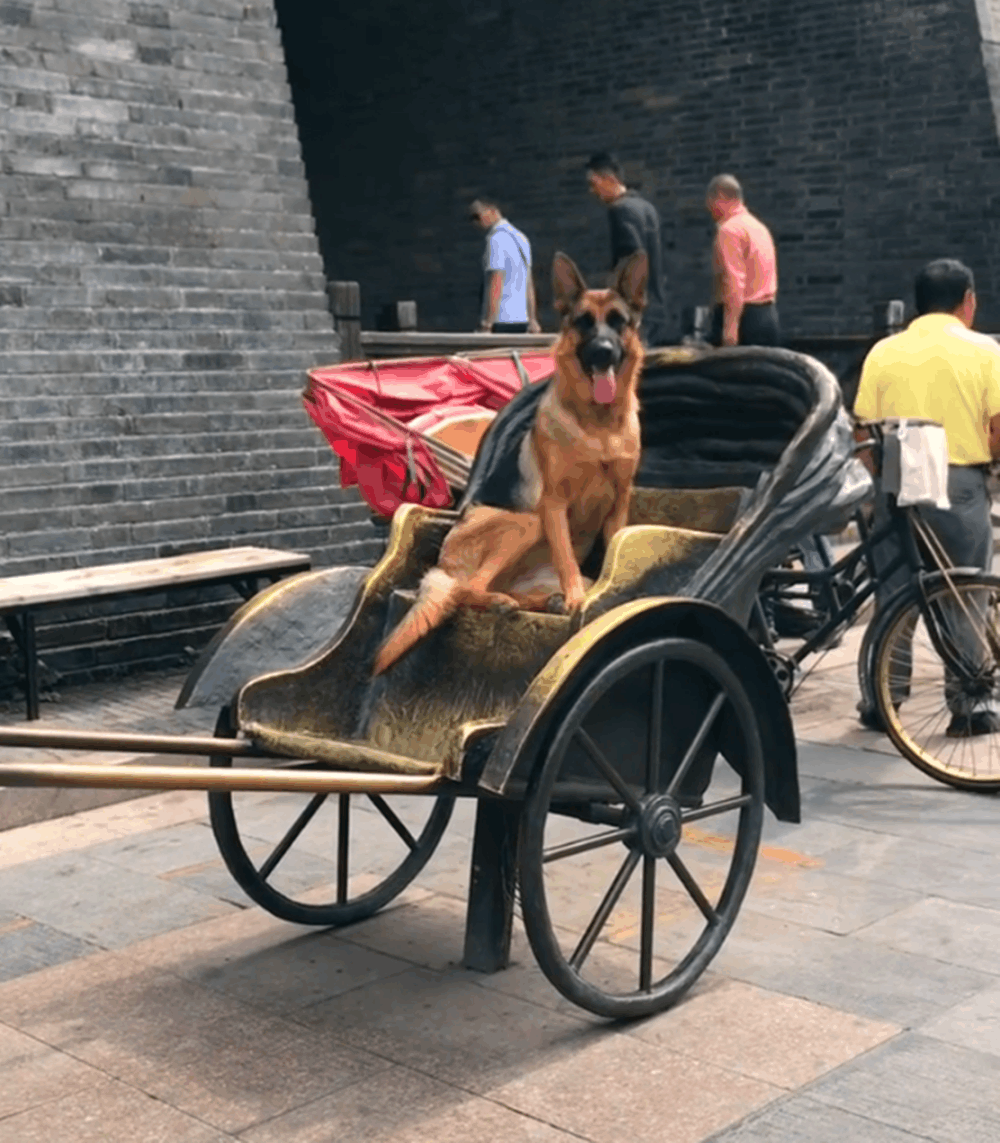 主人给狗吃橘子, 狗被酸得直咧嘴, 狗: 我的牙……