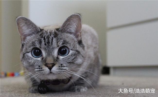 猫咪把爪子藏在身子下面是为什么? 原因很简单