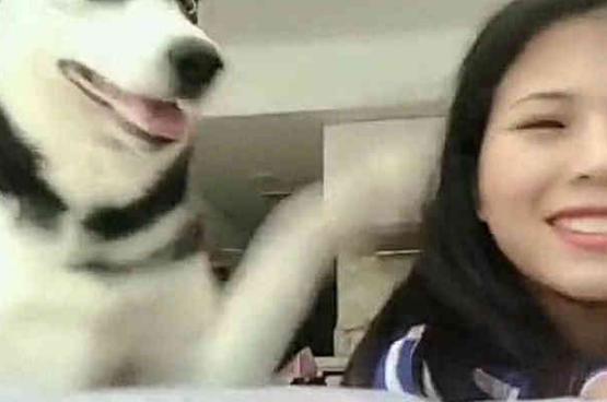 小姐姐突然偷亲一口哈士奇, 二哈上去就是一巴掌, 狗狗: 呵呵女人