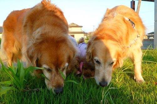 狗为什么吃草? 这个问题困扰小编多年! 这种解释比较科学!