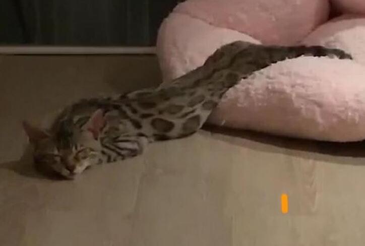 主人半夜起床发现一条蟒蛇, 把猫咪吞的只剩一个头, 走进一看笑乐