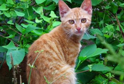 去菜市场买鸡, 顺手20元买只小奶猫, 它和鸡的互动亮了, 笑哭主人