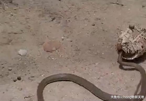 龟蛇大战, 凶猛的乌龟遇上剧毒的毒蛇, 到底谁才是最后的赢家