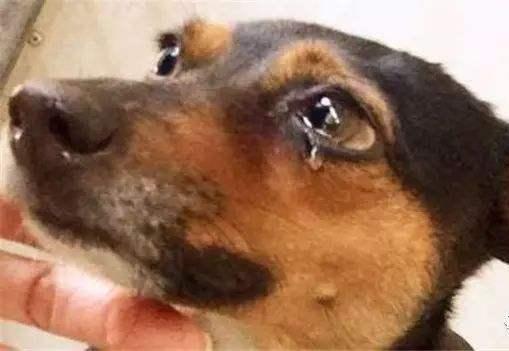 谁说人人都适合养狗? 这6种人, 最好放弃!