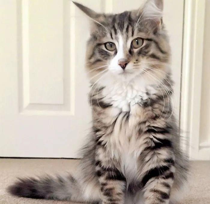 猫咪走失14个月回家之后体重胖了一倍, 这期间都发生了啥?