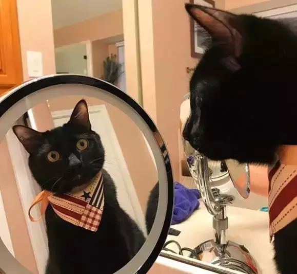 喵星人照镜子的反应, 好可爱