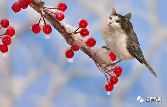 这是什么沙雕猫咪混合物? 连猫都认不出自己啦