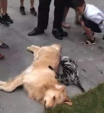只因女主人怀孕, 男子将金毛和怀孕的猫从21楼扔下摔死, 对于此事你怎么看?