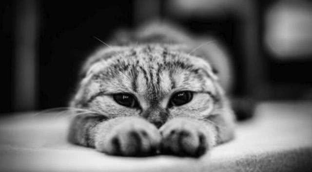 “猪来穷, 狗来富, 猫子来了开当铺! ”这样的说法从何而来?