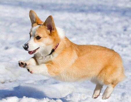 商家不会告诉你柯基犬纯不纯, 关键看这5点, 别被骗了!