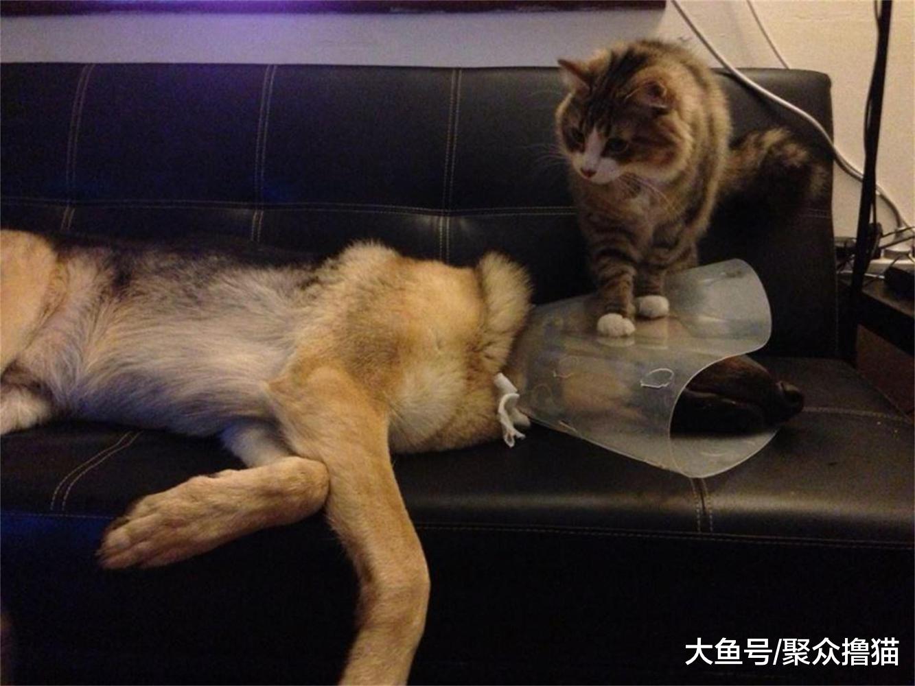 猫咪调皮玩绳子, 被主人解救后发现, 自己的猫咪居然创造了太阳