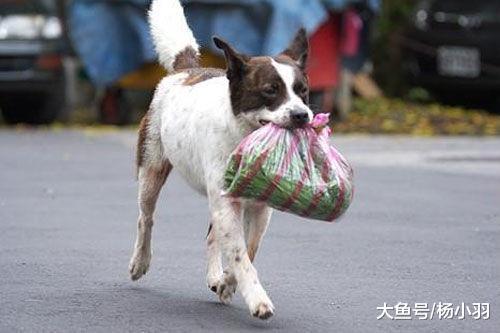 第一次让狗单独去买菜, 大爷悄悄跟随, 结果狗买完菜路过炸鸡摊…