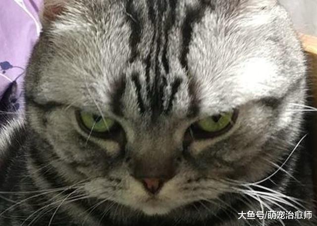 网友想要猫下床, 没想到它一脸凶狠的表情瞪着主人: 你再说一遍?