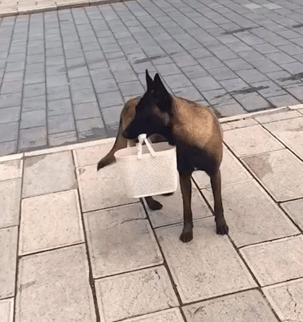 马犬叼篮子, 偶遇服务员培训微笑礼仪, 狗一脸懵: 咋这么多同款…