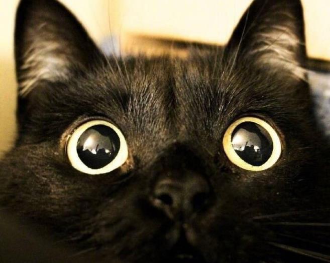 好心女孩捡回家一只流浪猫, 老妈却要把它丢掉: 黑猫不能养