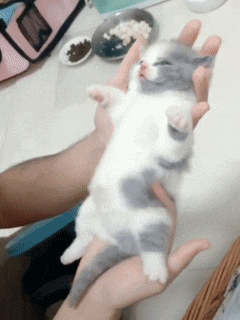 小奶猫肚皮朝上被扭来扭去, 猫: 求求你做个人吧, 快把我晃吐了!