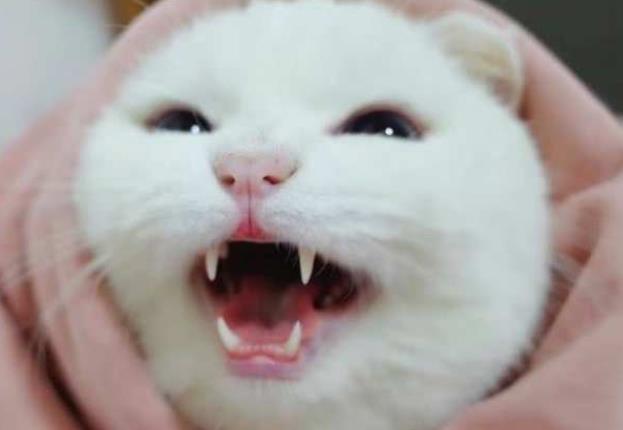小奶猫赖床不起, 裹紧被子很委屈, 小表情亮了, 主人笑得胃抽筋