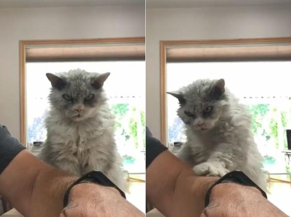 每秒都生气的杀气喵连撒娇都像威胁: 看得心里发寒