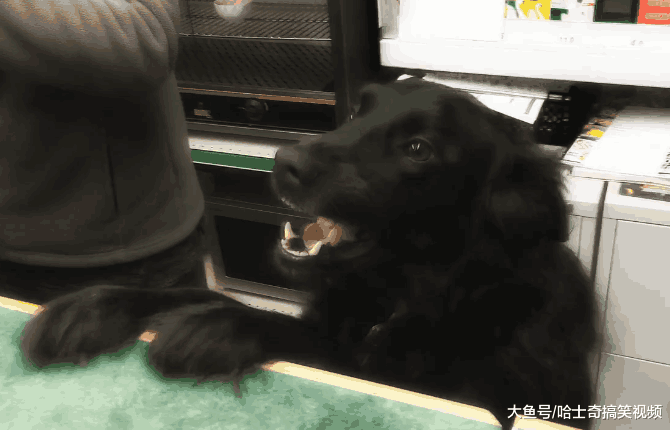 狗狗当上了“售货员”, 总爱跟顾客打招呼, 生意也变好了