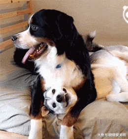 主人让金毛看着二哈, 特地把它俩拴在一起, 金毛: 傻狗, 你别乱动