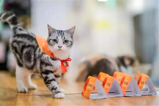 店主年薪十万聘请吃货猫, 百只猫咪竞争试吃官, 工作只是吃吃吃!
