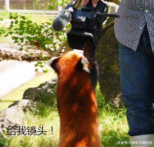 小熊猫打架打赢后, 昂首挺胸跑到了摄影机旁: 快, 多给我点镜头!