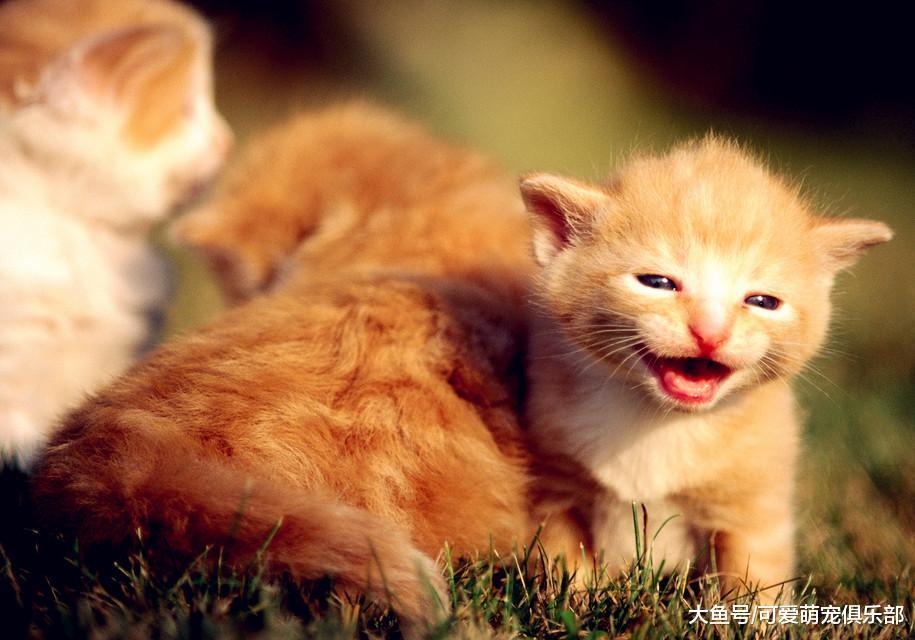 养猫狗很容易, 为何养鱼却这么难? 得知真相后, 主人都后悔莫及