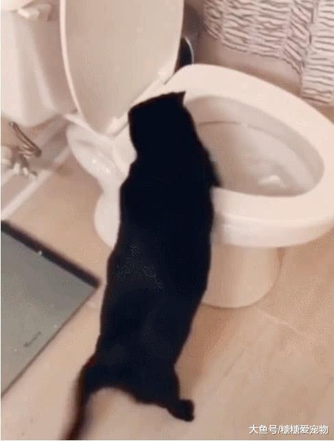 黑猫喜欢上“掏马桶”, 主人看后哭笑不得: 傻猫, 那里边真没有鱼