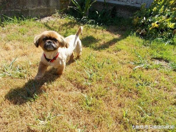 小怪物路边流浪, 爱让它变成可爱小天使