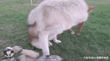 网友带“狼”去公园玩, 狗狗见面就怼: 不就是二哈吗?