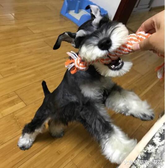 同样是宠物狗, 为什么喜欢泰迪犬人, 要比喜欢雪纳瑞的多?