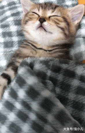 女友照顾猫咪, 睡觉都要给盖被子, 主人掀开后笑喷: 宝宝都没它皮