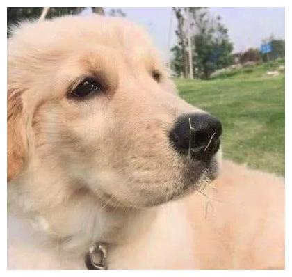 很便宜的“不纯”的小狗, 懂事、聪明一教就会, 小区邻居羡慕着呢