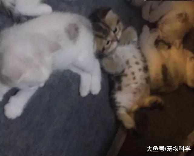 太乖了, 都不怎么反抗就不绑了!