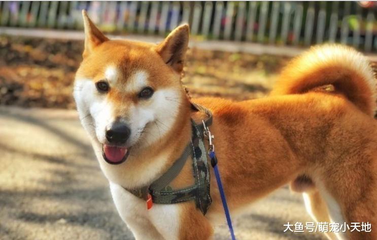 柴犬小弟严肃直视喵老大, 主人笑翻: 最怕空气突然安静