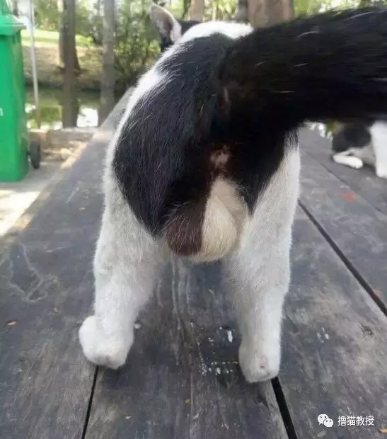 “美臀日”晒美臀, 这一大波猫屁屁, 看得我心动了