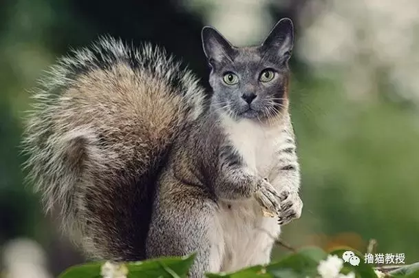 这是什么沙雕猫咪混合物? 连猫都认不出自己啦