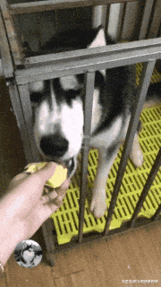 网友拿榴莲给二哈闻, 结果却被它一口吞了, 二哈: 就爱这味道