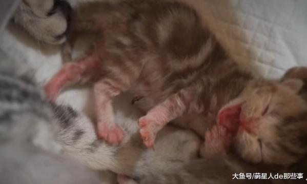 猫妈妈将自己所有的爱都给了孩子, 那一个小小的动作真暖心