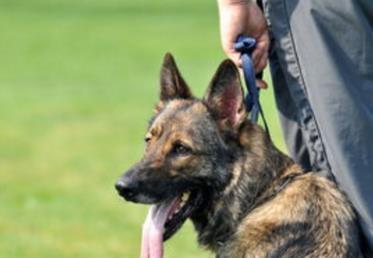 预备役警犬们正在训练, 其中的一只德牧亮了, 网友: 是个假警犬