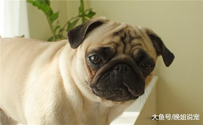 狗狗是怎么认出主人和陌生人的? 方法有3个, 看完涨知识了