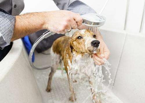 冬季给狗狗洗澡, 大部分主人都会忽略这4点, 再不改后果严重!