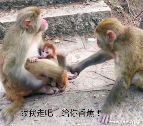 小猴子正吃奶, 但却屡被打扰, 接着它做出的反应让人暗爽!