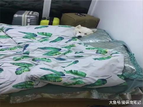 萨摩耶躺在床上, 能一觉睡到天亮, 乖巧到让网友怀疑养了只假狗!