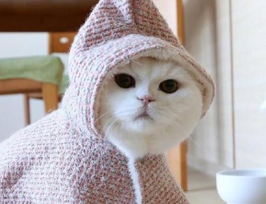 白毛猫咪伪装成萨摩耶, 小表情亮了, 主人看到后笑出眼泪